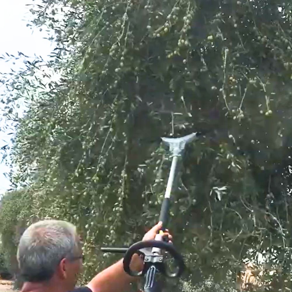 רמי שטילמן מנערת זיתים
